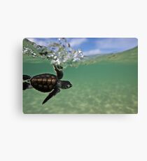 Baby surfing ninja turtle Canvas Print