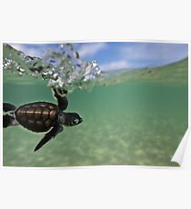Baby surfing ninja turtle Poster