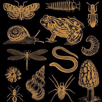 Vintage Biology Collage: Frog, Mushroom, Snail, Moth Design for Insect  Enthusiasts and Nature Lovers | Art Print