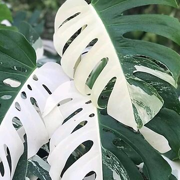 Variegated Monstera Albo Borsigiana, Half Moon Leaves