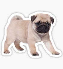 Pug Puppy 2 Sticker