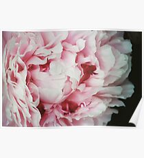 PEONY Poster