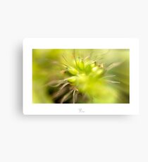 Colour Burst Canvas Print
