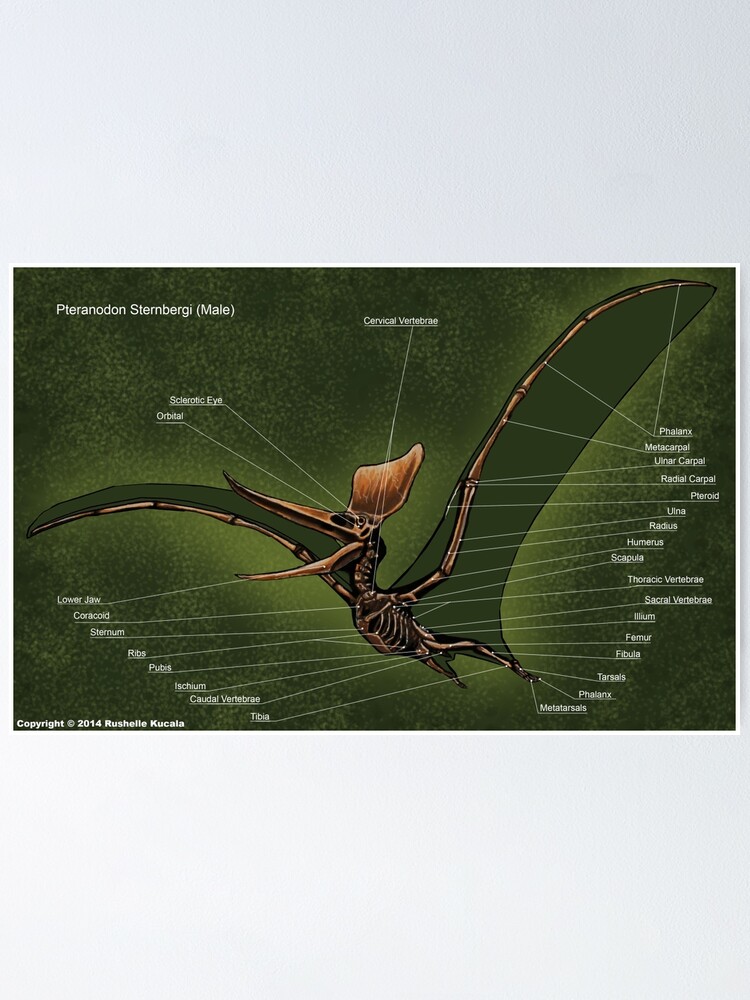 pteranodon bones