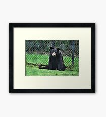 Yogi Bear Framed Print