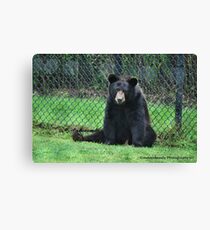 Yogi Bear Canvas Print