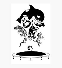 Bouncing Animals Photographic Print