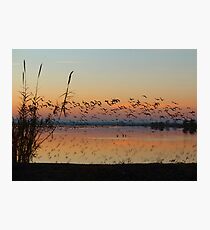 honkers Photographic Print