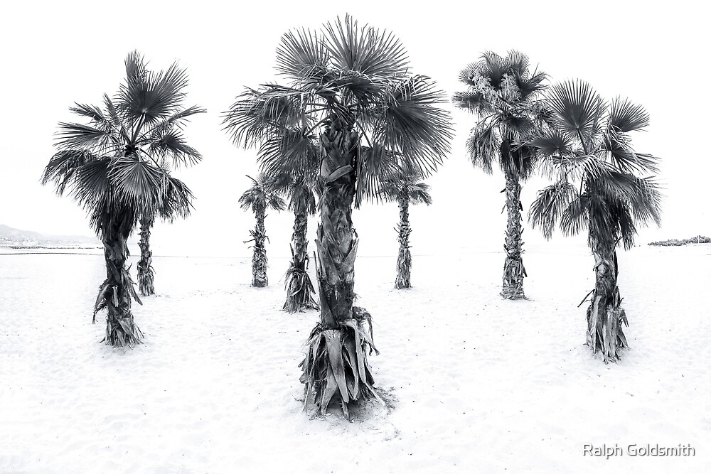 High Key Palm Trees by Ralph Goldsmith