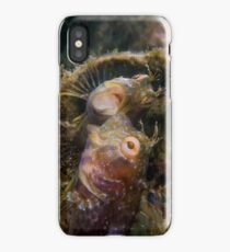 A Seaweed Blenny Fight iPhone Case/Skin