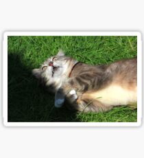 Excited cat Sticker