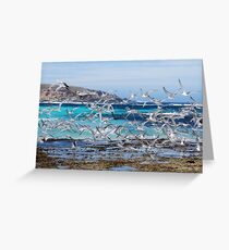 'Terns in flight' Greeting Card