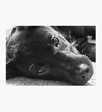 puppy love Photographic Print