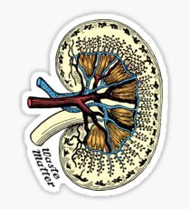 Kidney vintage illustration Sticker