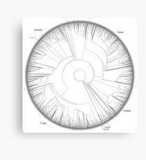 Tree of Life Hillis Plot Canvas Print
