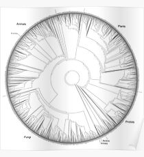 Tree of Life Hillis Plot Poster