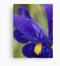 Rain drenched Iris, La Mirada Villages, La Mirada, CA USA Canvas Print