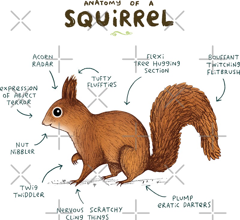 "Anatomy of a Squirrel" Stickers by Sophie Corrigan | Redbubble