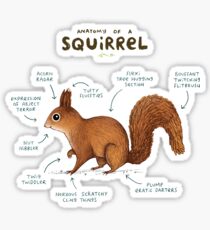 Anatomy of a Squirrel Sticker