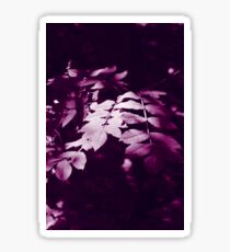 Dappled Sticker