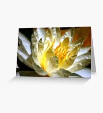 White waterlily (Nymphaea odorata rosea) Greeting Card
