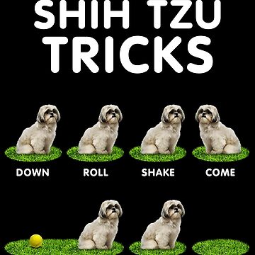 Shih store tzu stubborn