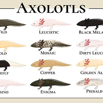 Types of Axolotls