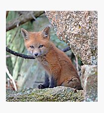 Fox Wildlife Photographic Print