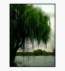 My beautiful weeping willow © Photographic Print