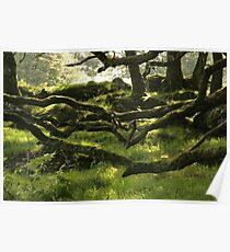 Ty Canol Poster