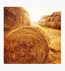 Golden hay bales on the field at summer at sunset light Photographic Print