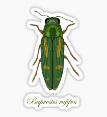 Buprestis rufipes - Red-legged Buprestis beetle Sticker