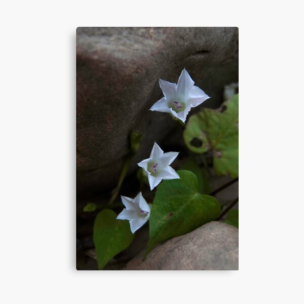 Three Stars Canvas Print