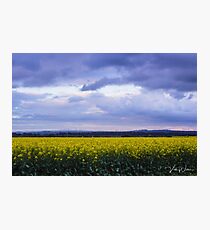 Canola Fields, Sunbury, Victoria, Australia Photographic Print