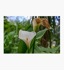 Calla Lily Photographic Print