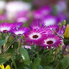 «Dulce en usted» de Michelle Lee Blatt