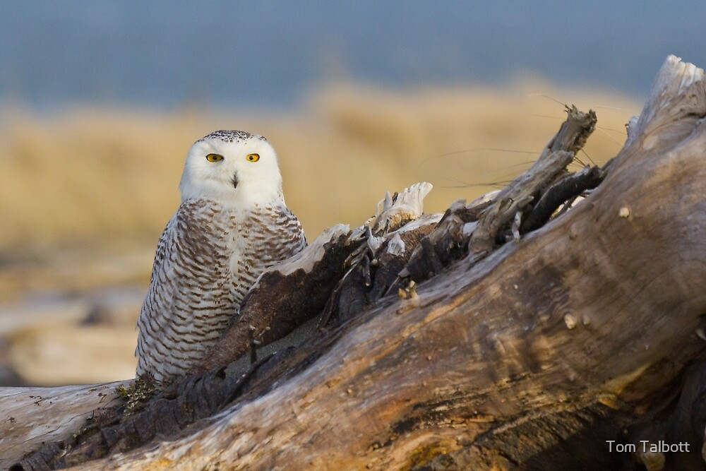 "Snowy Owl in Evening Light" by Tom Talbott Redbubble