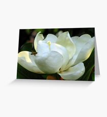 Magnolie Grandiflora Grußkarte