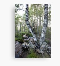 Twin Birch Tree Metal Print