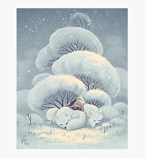 Arctic Fox Huddle Photographic Print