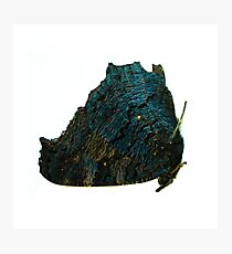 butterfly 2 Photographic Print