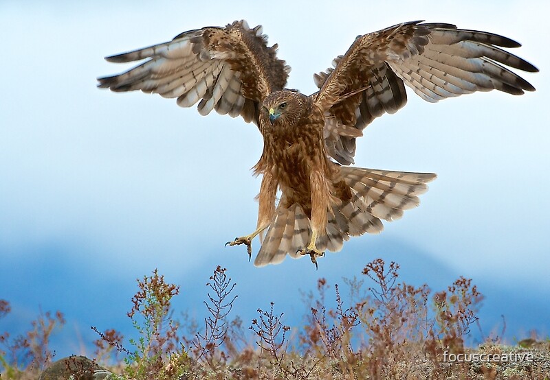 "Wild NZ Kahu Hawk attack" Photographic Prints by focuscreative | Redbubble