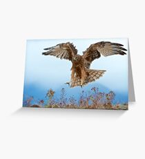 Wild NZ Kahu Hawk attack Greeting Card