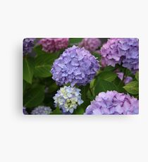 Nantucket Hydrangeas Leinwanddruck