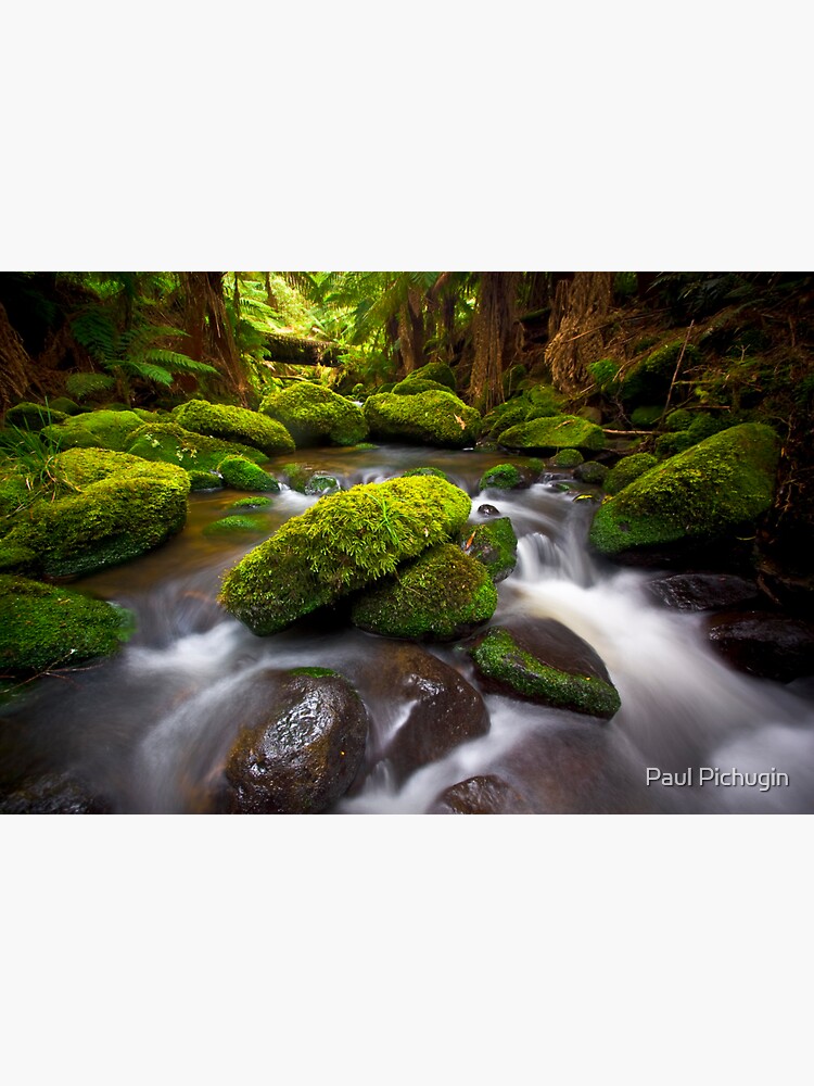 Otways Rainforest by paulmp