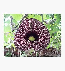 Dutchman Pipe Vine Photographic Print