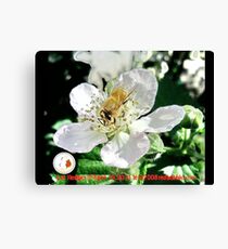Bee Resort; La Mirada, CA USA Canvas Print