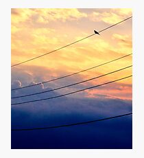 Wire Bird Photographic Print