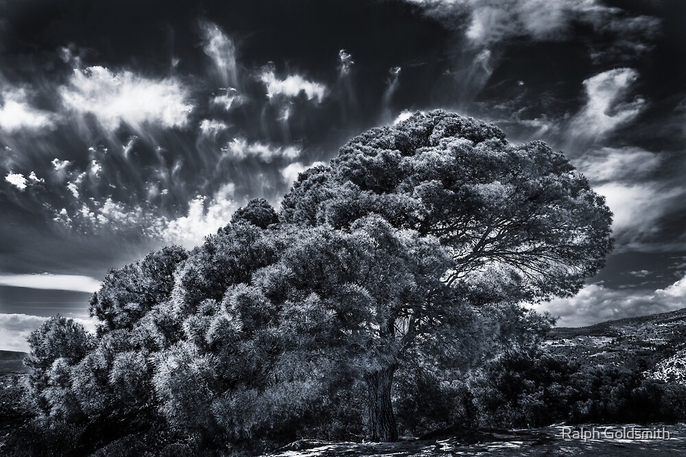 Tree and Clouds B&W by Ralph Goldsmith