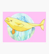 Beautiful Beluga Photographic Print